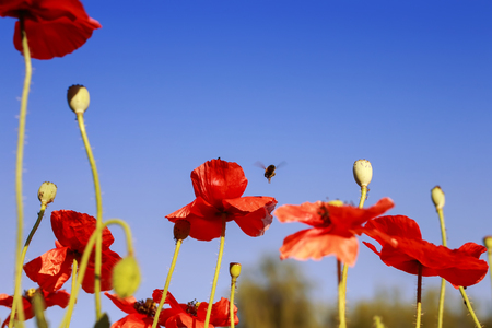 natural  landscape with little bee flying and collecting nectar with red beautiful poppy flowers on blue sky backgroundの写真素材