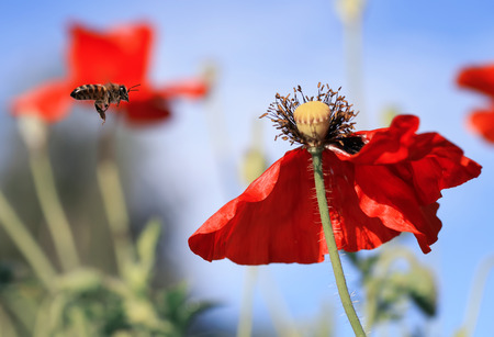 small honey bee flutters over a summer meadow with clear clear blue sky and red poppies in search of nectarの写真素材