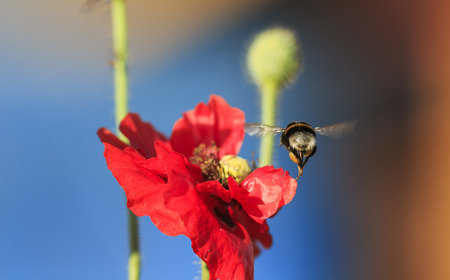 a small honey bee flutters over a summer meadow with clear clear blue sky and red poppies in search of nectarの写真素材