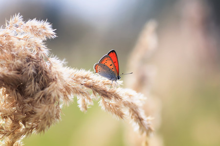 orange butterfly sits on the summer field with grass feather grass on a backgroundの写真素材