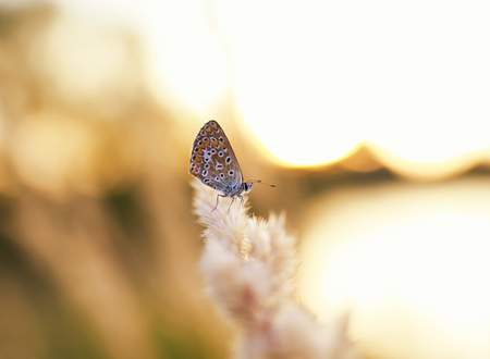 little butterfly pigeon sitting on a branch feather grass on a summer meadow against the backdrop of the setting sunの写真素材