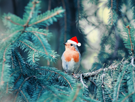 little bird Robin in  red cap sitting in the branches of the Christmas tree in the winter Park on a...