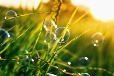 natural beautiful background with bright shimmering soap bubbles flying and hanging on green grass...