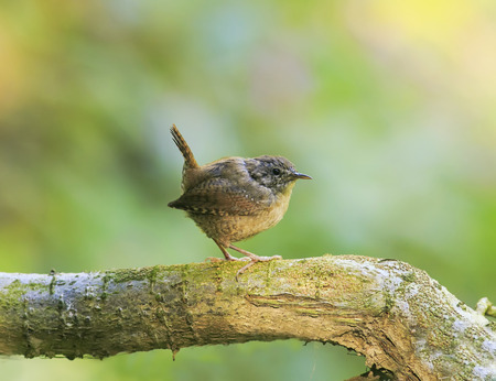 portrait of a cute brown funny bird Wren standing in a Park on a tree with his little tail raised high
