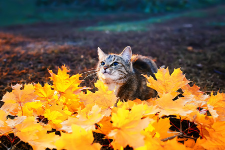 Beautiful  striped kitten playing in the Park among the branches with bright red and yellow maple leaves on a Sunny autumn dayの写真素材