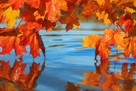 Beautiful lush maple branches with bright Golden and orange leaves bent over the blue water reflecting in it like a mirrorの写真素材