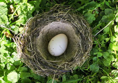 one white bird eggs of different colors lie in the nest on the lush green grass in the yard of the farmの写真素材