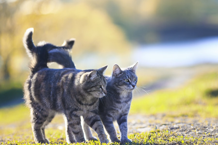 cute beautiful striped loving cats hugging the green meadow raising their tails on a Sunny spring...