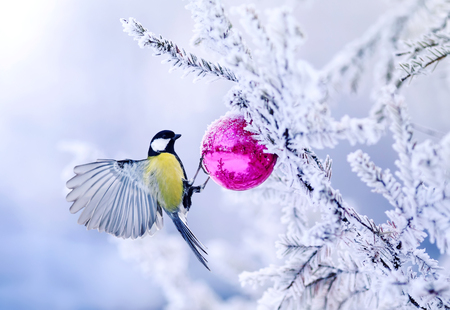 beautiful Christmas card bird tit on a branch of a festive spruce with shiny hoarfrost hanging on a New Year glass ball in the winter gardenの写真素材