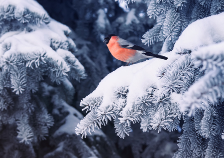 new year postcard bird bullfinch on a branch of a festive spruce with shiny hoarfrost sits in a beautiful winter parkの写真素材