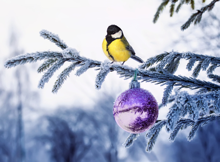 new year postcard a natural landscape with a bird tit is sitting on a branch of spruce with brilliant hoarfrost and a glass ball in a festive winter parkの写真素材