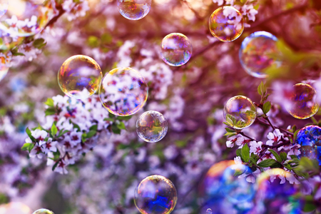 festive beautiful background with flying bubbles shimmering in the sun in the spring Sunny garden above the cherry blossom branchの写真素材
