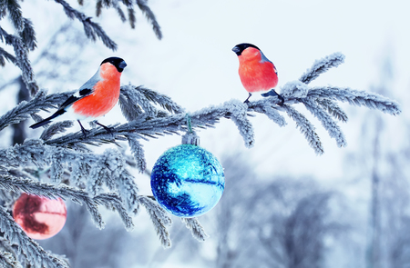 Christmas card natural landscape with two bird bullfinch on a festive spruce with shiny hoarfrost and a glass toy ball sitting in the winter the parkの写真素材
