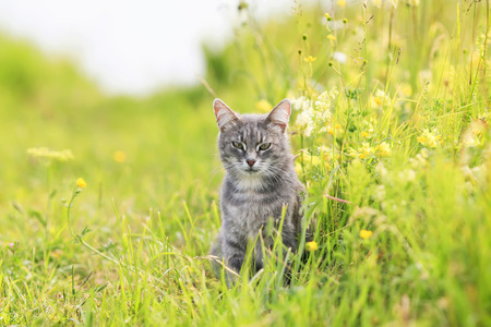 cute striped cat walks through the summer meadow and rests in the green grassの写真素材