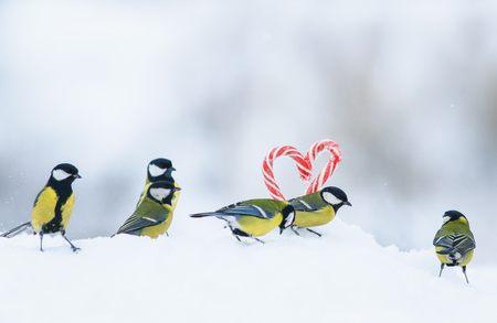 romantic greeting card with several cute singers birds flew to the red sweet lollipops in the side of the heart in white snow on Valentine's Dayの写真素材