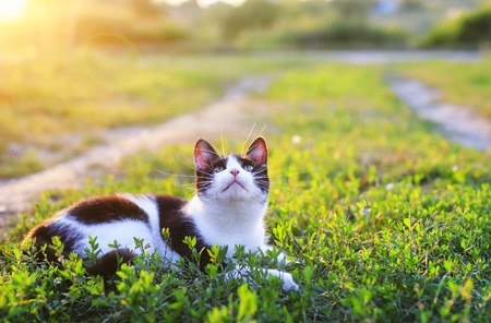 portrait of a cute kitten lying in a Sunny green meadow on a warm summer evening funny raising her muzzle with a long mustacheの写真素材