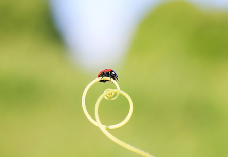 red ladybug crawling on green grass curved into a spiral on a summer Sunny meadowの写真素材