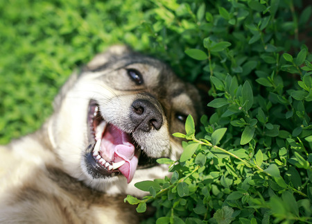 portrait of cute dog lying on green grass in spring Sunny meadow funny sticking out his tongueの写真素材