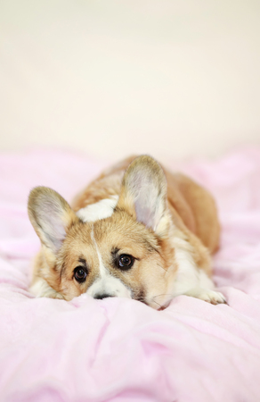 portrait of cute little Corgi puppy lying on fluffy pink plaid with his face buried and looking forwardの写真素材