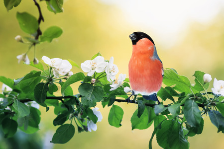 spring natural background with little cute red bird bullfinch sitting in may garden on a branch of flowering Apple tree with white fragrant budsの写真素材