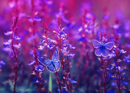 two beautiful little golubyanka Icarus butterflies sit on a blooming meadow on lilac and pink flowers on a Sunny bright dayの写真素材