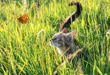 Cute funny cat on a summer sunny garden catches a flying orange butterfly in clear weather hiding in the green grassの写真素材