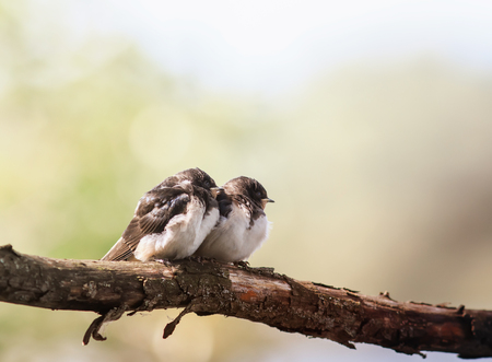 two little plump funny chicks of the village The swallows sit huddled together on the branch and wait for the parents of the birdsの写真素材