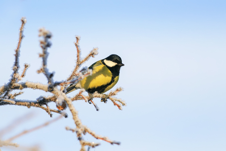 little tit bird sits on branches of a tree covered with fluffy white frost and snow in a winter frosty park against a blue clear skyの写真素材