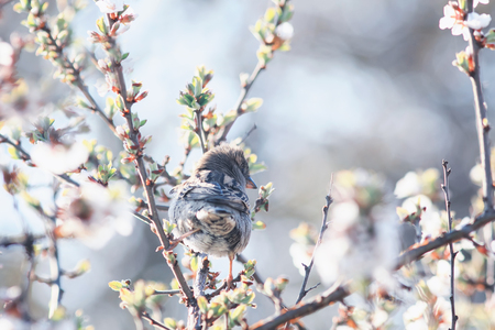 little funny cute bird Sparrow sitting in the spring garden on a branch of cherry blossoms Sunny warm may morningの写真素材
