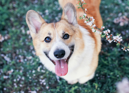 portrait of cute puppy red dog Corgi funny stuck out pink tongue and looks up at the natural background of cherry blossoms in spring Sunny may gardenの写真素材