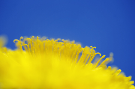 natural background with a half circle bright yellow spring sunny dandelion flower close-up covered with honey pollen grows in a spring clear sunny day against a blue background go heavenの写真素材
