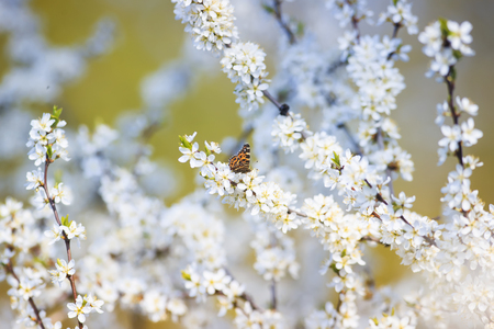 motley orange a small butterfly sits on branches with fluffy fragrant flowers and buds of a bush blossoming in May Plomo sunny garden in shades of lilac dawnの写真素材