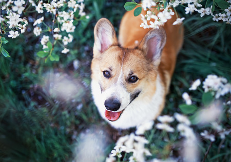 portrait of cute funny puppy red dog Corgi looking up on natural background of cherry blossoms in spring evening may gardenの写真素材