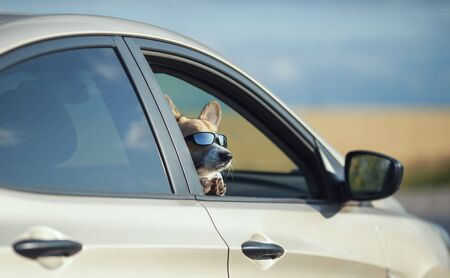 funny passenger red corgi puppy dog in sunglasses pretty stuck his muzzle out of the car window while traveling summer sunny dayの写真素材