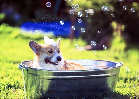funny red puppy with foam on his head washes in a large metal trough in the yard in the village in the grass on a Sunny warm dayの写真素材