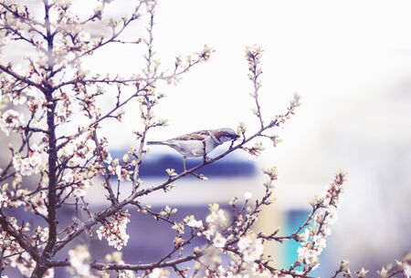 natural background with small bird Sparrow sitting on the branches of the cherry blossoms in the may garden in a quiet lilac morningの写真素材