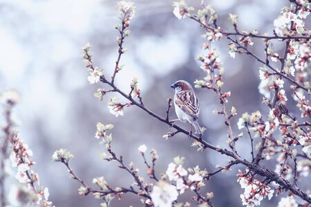 natural background with small bird Sparrow sitting on the branches of the cherry blossoms in the may garden under the warm rainの写真素材