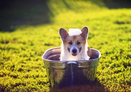 cute funny dog puppy Corgi washes in a metal bath and cools outside in summer on a Sunny hot day and smiles happilyの写真素材
