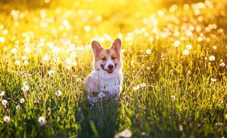 portrait of a cute red puppy dog Corgi sitting on a summer meadow with the warm air the seeds of a dandelion flower against the bright sunset sunlightの写真素材