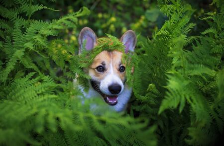 funny red corgi dog puppy peeping out of thick green leaves fernの写真素材