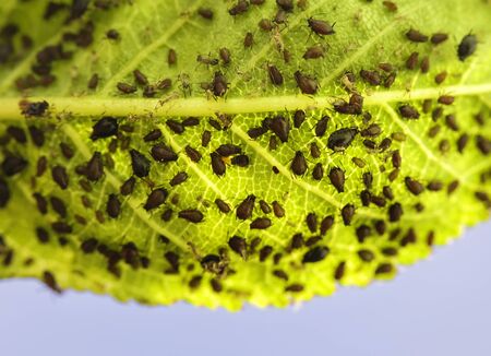 photo closeup of many small insects pests aphids brown stuck to a green leaf cherries in the summer...