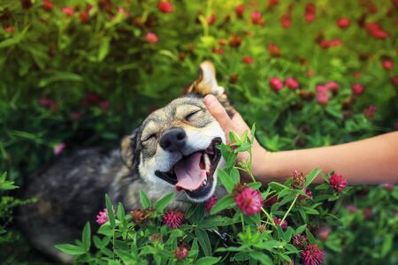 manâs arms hug charming cute pet brown puppy and stuck out his tongue from pleasure and covered his eyes on a bright summer green sunny meadow around pink flowers cloverの写真素材