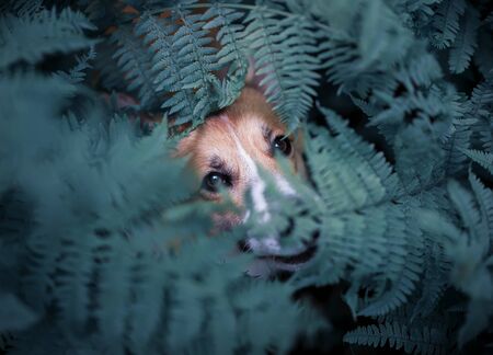 funny red corgi dog puppy walks in the park and hid in the thick leaves of a fern and looks outの写真素材