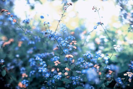 delicate little flowers forget-me-various shades of blue and pink bloomed in the spring Sunny garden