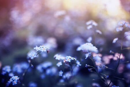 delicate little forget-me-not flowers of various shades of blue and pink got tired in the spring sunny gardenの写真素材