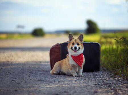 puppy red dog Corgi sits on the road at two old suitcases waiting for passing transport on a hot summer dayの写真素材