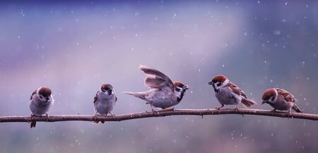 little funny birds sparrows are standing on a branch in the spring garden and waving their wings and feathers in the warm rainの写真素材