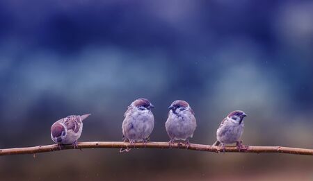 funny little Chicks birds Sparrow sitting on a branch in the Park under the warm spring rainの写真素材