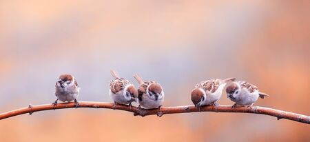 beautiful nature background with funny little Chicks of a bird a Sparrow standing on a branch in Sunny Parkの写真素材