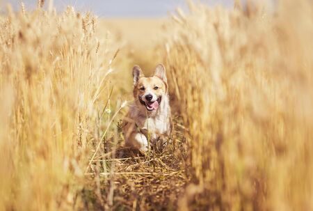 portrait of beautiful puppy dog Corgi walking in Golden ears on a field of ripe wheat in the village in the summer funny sticking out pink tongueの写真素材